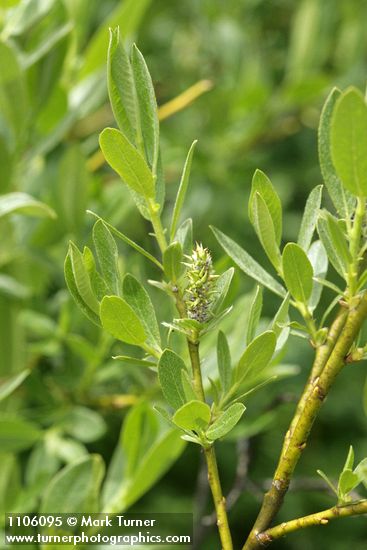 Salix eastwoodiae