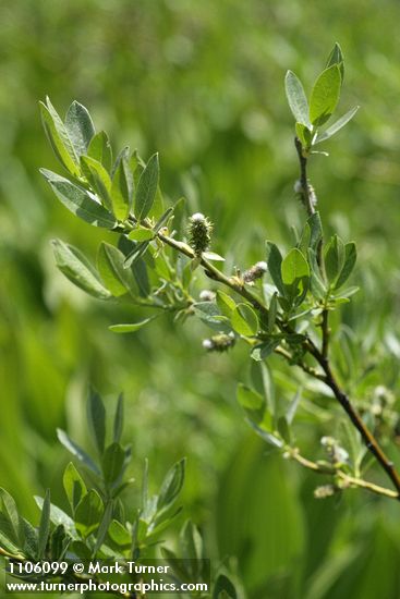 Salix eastwoodiae