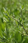 Mountain Willow foliage & mature female aments