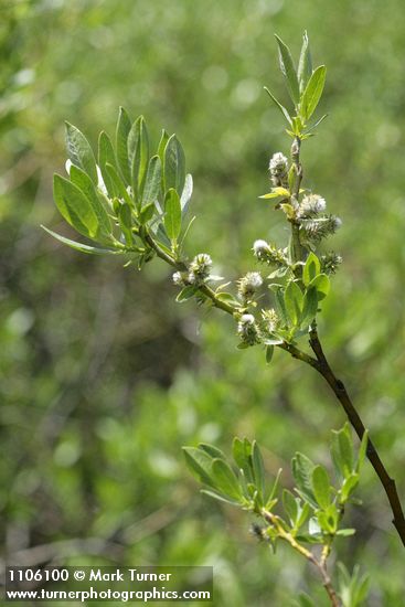 Salix eastwoodiae