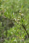 Mountain Willow foliage & mature female aments
