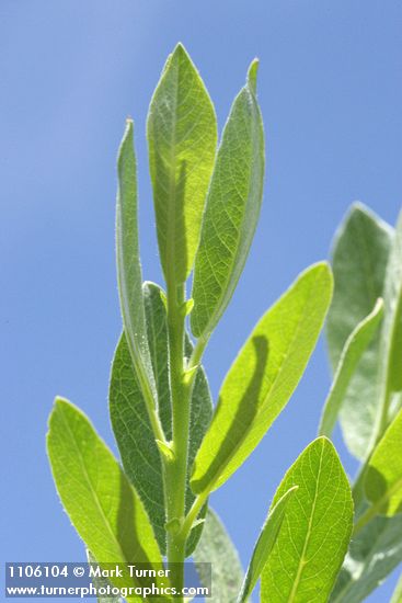 Salix eastwoodiae