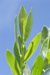 Mountain Willow foliage detail against blue sky