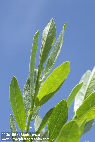 Salix eastwoodiae