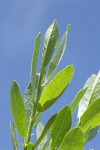 Mountain Willow foliage detail against blue sky