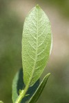 Mountain Willow foliage reverse detail