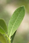 Mountain Willow foliage detail