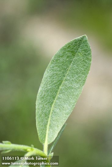 Salix eastwoodiae