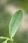 Mountain Willow foliage detail