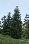 Subalpine Fir