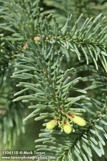 Abies lasiocarpa