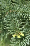 Subalpine Fir foliage detail