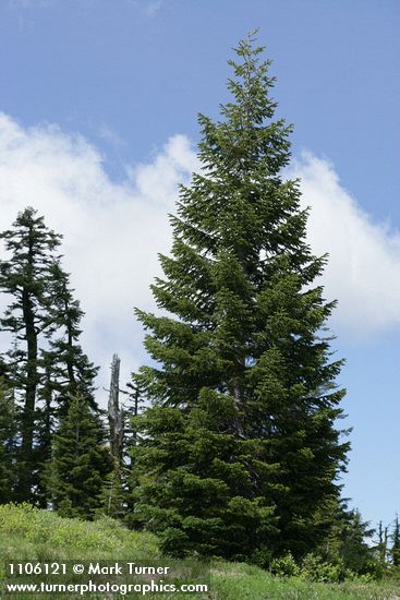 Abies lasiocarpa