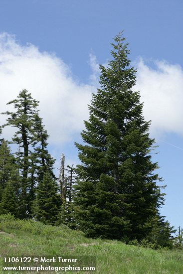 Abies lasiocarpa