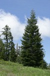 Subalpine Fir