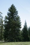 Shasta Red Fir