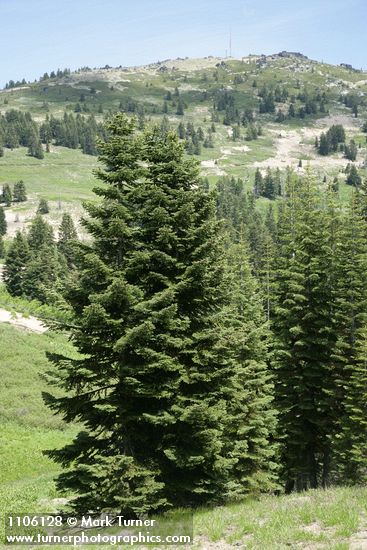 Abies ×shastensis; Abies lasiocarpa