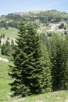 Shasta Red Firs (left) w/ Subalpine Firs (right)