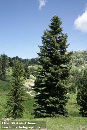 Abies ×shastensis