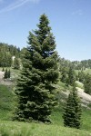 Shasta Red Fir