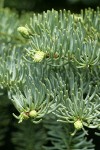 Shasta Red Fir foliage detail