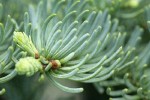 Shasta Red Fir foliage detail