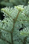 Shasta Red Fir foliage underside detail