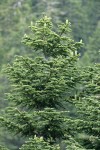 Shasta Red Fir cones on upper branches