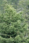 Shasta Red Fir cones on upper branches