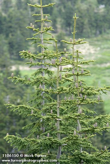 Abies lasiocarpa