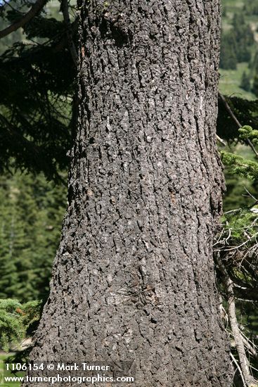 Abies ×shastensis