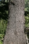 Shasta Red Fir bark