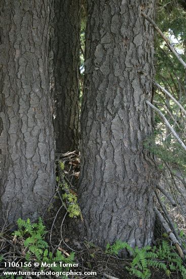 Abies ×shastensis