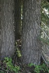 Shasta Red Fir trunks