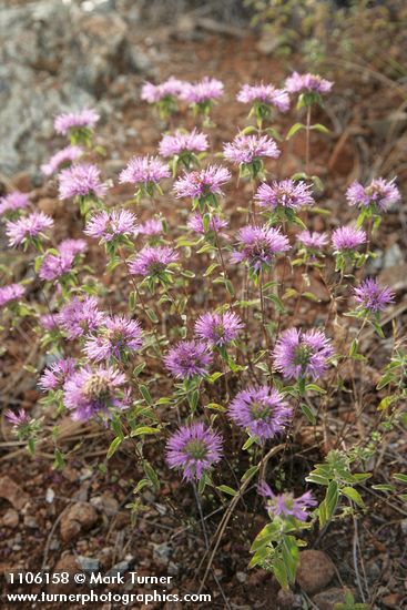 Monardella siskiyouensis