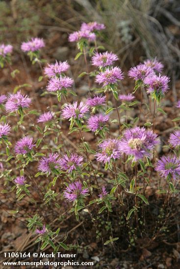 Monardella siskiyouensis