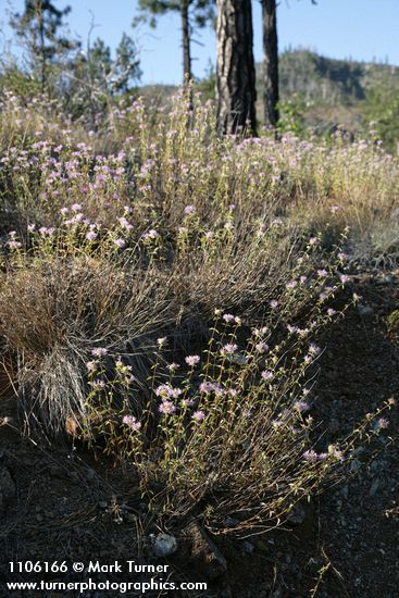 Monardella siskiyouensis