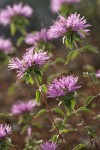 Siskiyou Monardella blossoms & bracts detail