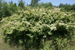 Parney's Cotoneaster