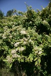 Parney's Cotoneaster blossoms & foliage
