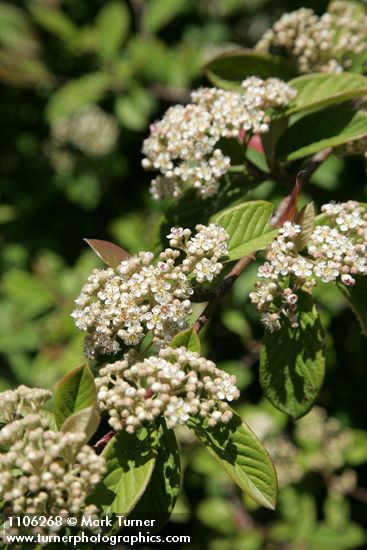 Cotoneaster lacteus