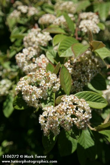 Cotoneaster lacteus