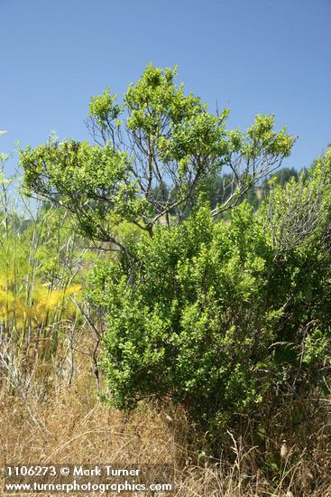 Baccharis pilularis