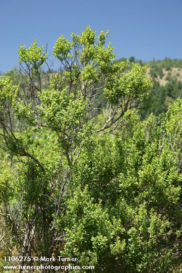 Baccharis pilularis