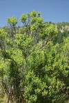 Coyote Brush