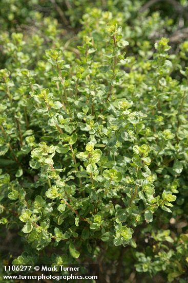 Baccharis pilularis