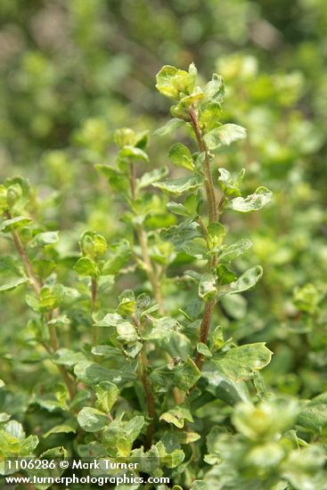 Baccharis pilularis