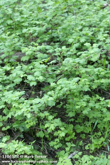 Ribes marshallii