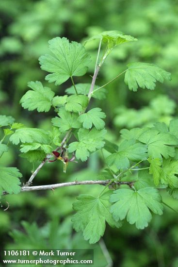 Ribes marshallii