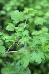 Marshall's gooseberry blossoms & foliage